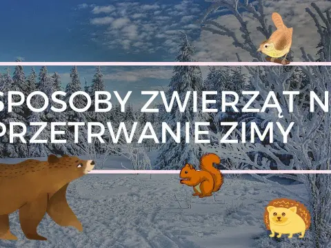 Jak zwierzęta przygotowują się do zimy - film edukacyjny dla dzieci