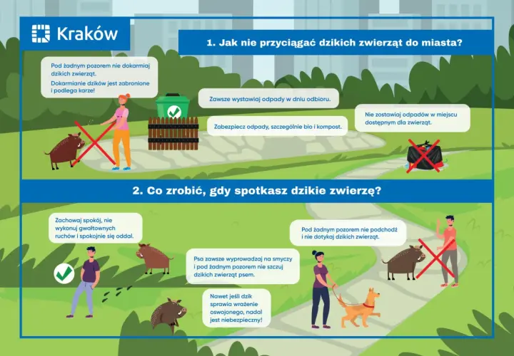 Kraków: nie dokarmiaj dzików, zabezpieczaj śmieci. Gdy spotkasz dzika, zachowaj spokój. Parytet co to znaczy? Równość w traktowaniu ludzi i zwierząt.