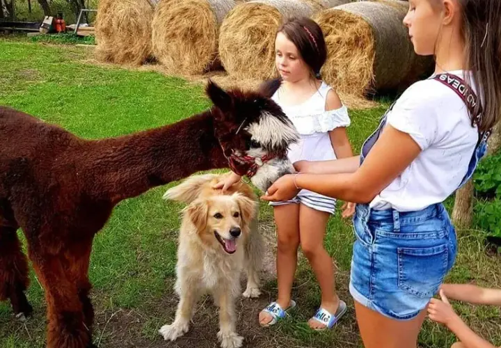 Zajęcia z alpakami w przedszkolu: Jak wspierają rozwój dzieci?