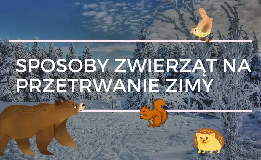 Jak zwierzęta przygotowują się do zimy - film edukacyjny dla dzieci